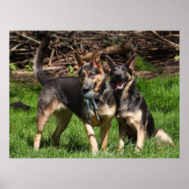 Poster Bergers Rare Bleus Allemands (Devant)