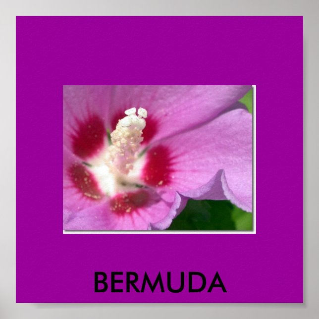 POSTER BERMUDA (Devant)
