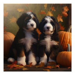 Poster Bernedoodle Chiot Automne Citrouille de plaisir