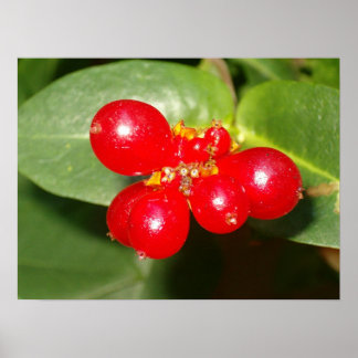 Poster Berries Honeysuckie