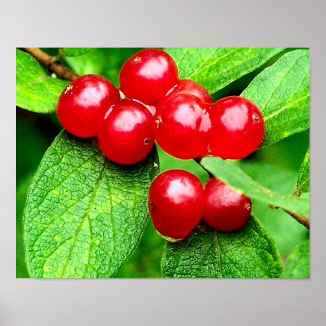 Poster Berries Rouges Avec Raindrop Nature (Devant)
