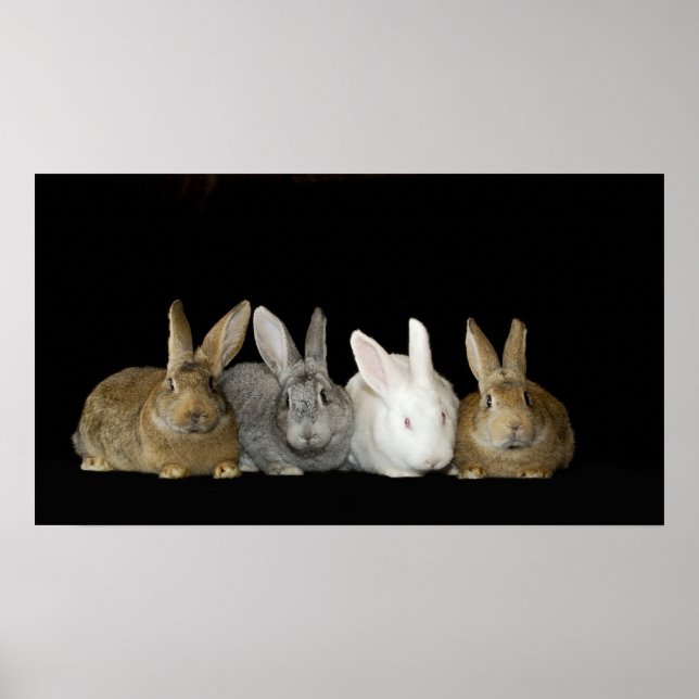 Poster Best Buddies (Devant)