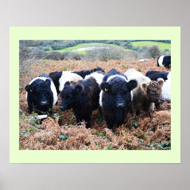Poster Bestiaux de Galloway en Cornouailles (Devant)