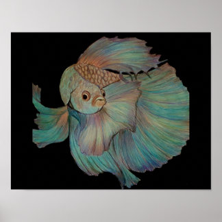 Poster Beta Fish par Carol Zeock