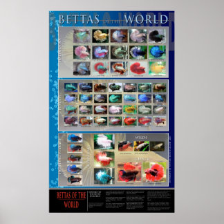 Poster Betta
