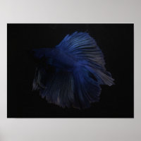 Betta animal de poisson