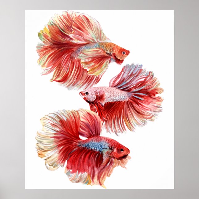 Poster Betta fish (Devant)
