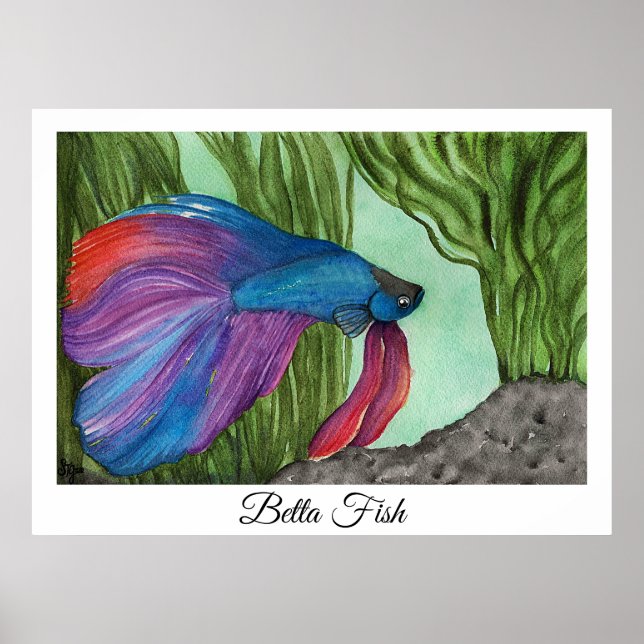 Poster Betta fish (Devant)