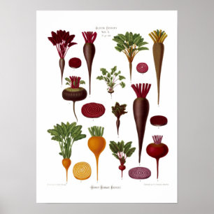 Poster Betteraves