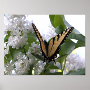 Poster Beurre d'escompte du tigre oriental sur Lilac blan