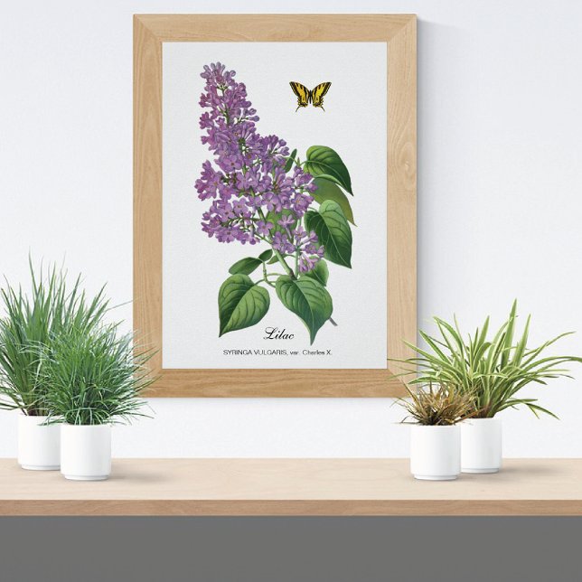 Poster Beurre Lilac Botanique Jean Bois (Créateur téléchargé)