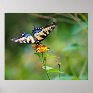 Poster BeurreFly'n