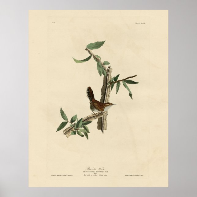 Poster Bewick's Wren de Audubon's Birds of America (Devant)