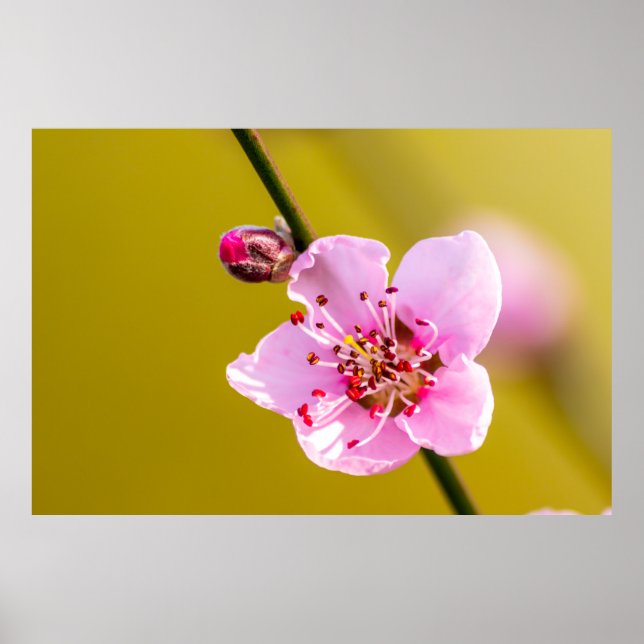 Poster Bezaubernde Blumen für die Wand (Devant)