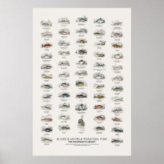 Poster Bibliothèque du naturaliste : poissons tropicaux d