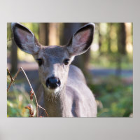 Biche à queue noire de Columbie | État de Washingt