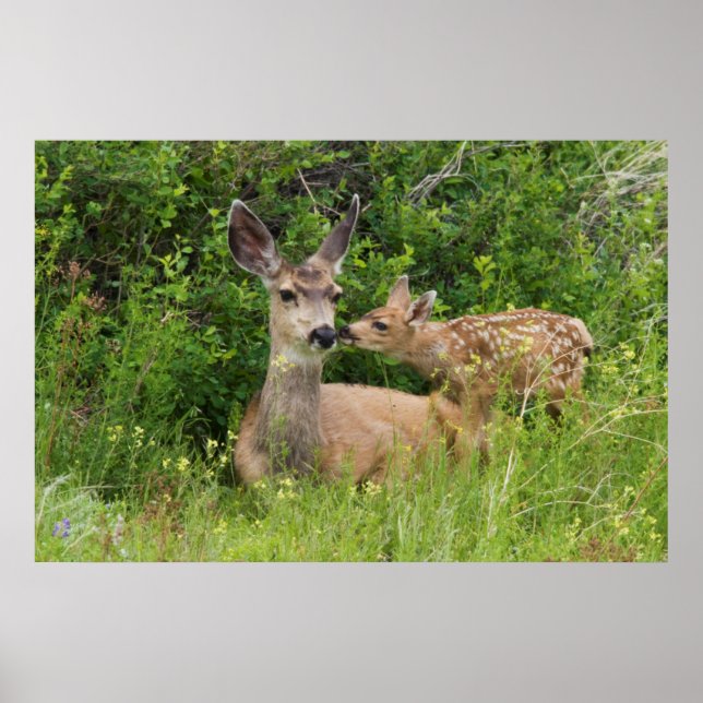 Poster Biche de cerf mulet avec faon (Devant)