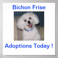 Bichon Frise Adoption Aujourd'hui