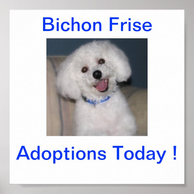 Poster Bichon Frise Adoption Aujourd'hui (Devant)