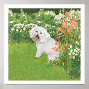 Poster Bichon Frise Fantaisie Corail