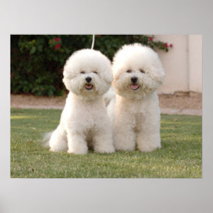 Poster Bichon Frise Imprimer