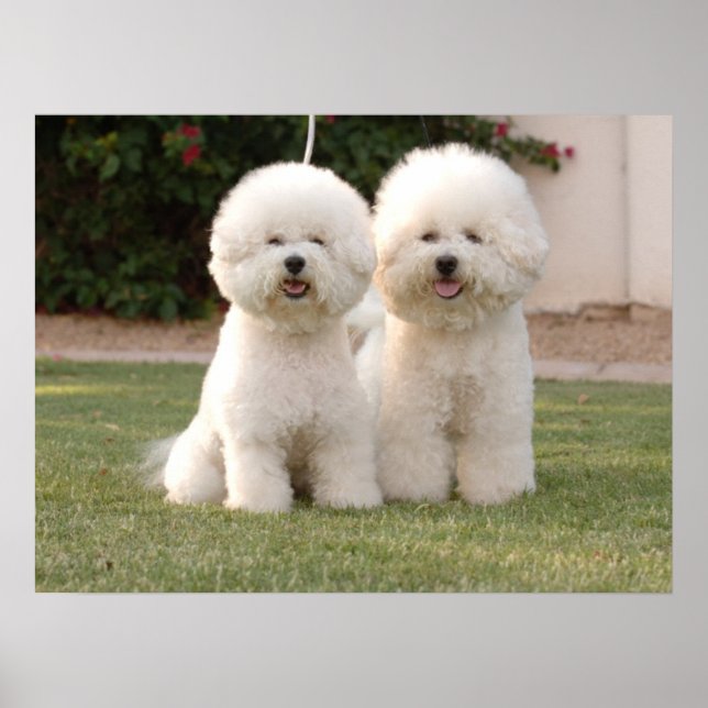 Poster Bichon Frise Imprimer (Devant)