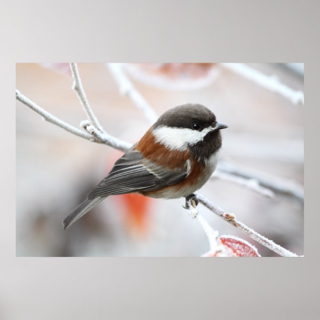 Poster Bickadee en hiver (Devant)