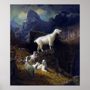 Poster Bierstadt - Chèvres des Rocheuses