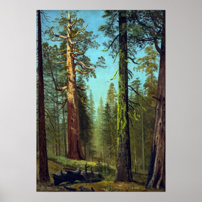 Poster Bierstadt - Grizzly Giant Sequoia Mariposa Grove (Devant)