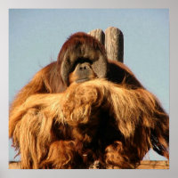 Poster Big Ape