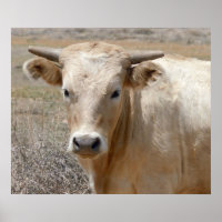 Big Eyes White Charolais Cattle - Ouest