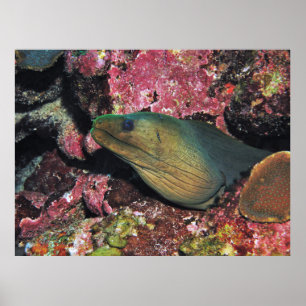 Poster Big Green Moray