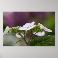Big Leaf Hydrangea
