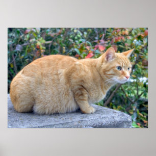 Poster Big Red Tabby