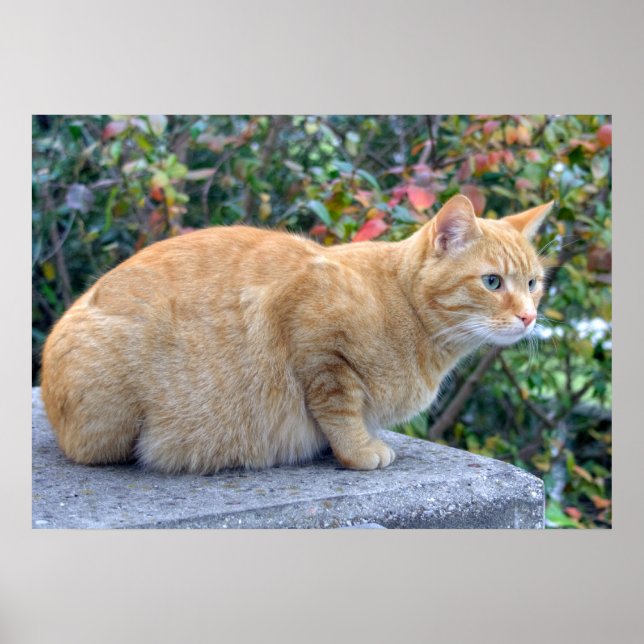 Poster Big Red Tabby (Devant)