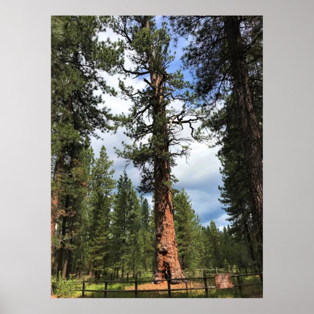 Poster Big Red Tree, La Pine OU (Devant)