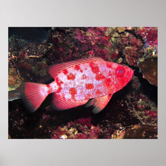 Poster Bigeye (Devant)