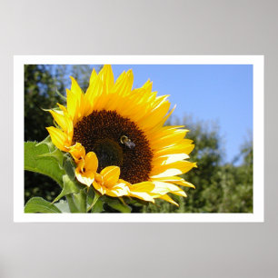 Poster Bigger Sun Flower