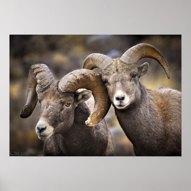 Poster Bighorn Brothers (Devant)