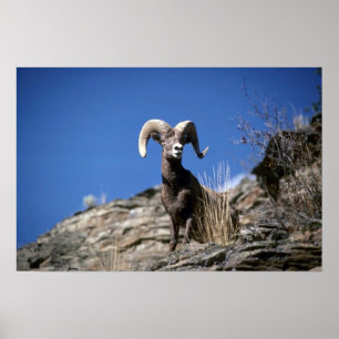 Poster Bighorn mouflon (Alerte Ram sur le visage de la fa