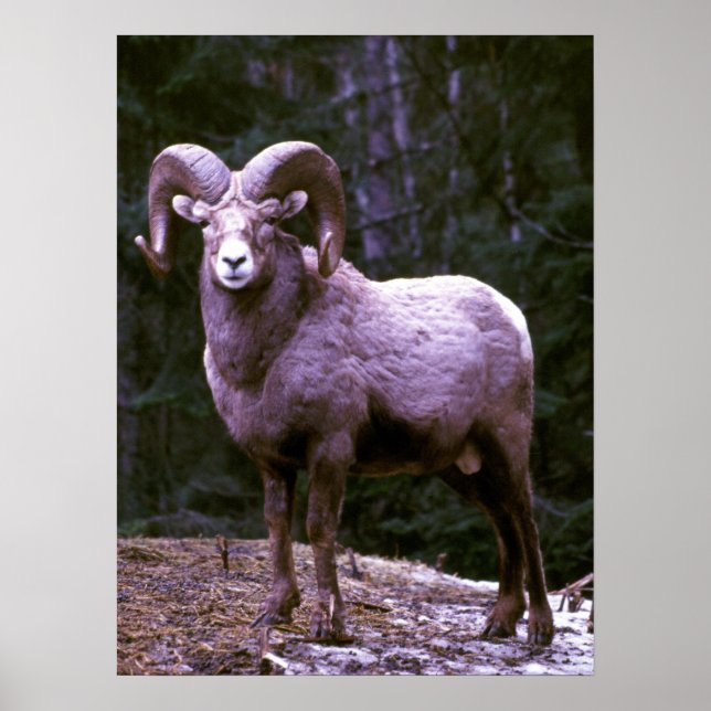 Poster Bighorn ram (Devant)