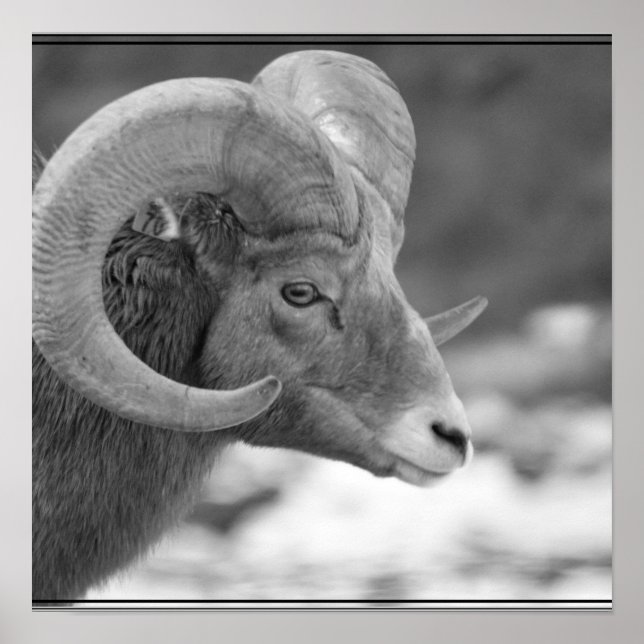 Poster Bighorn Sheep (Devant)