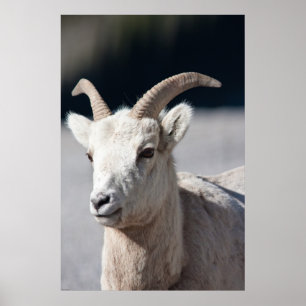 Poster Bighorn Sheep