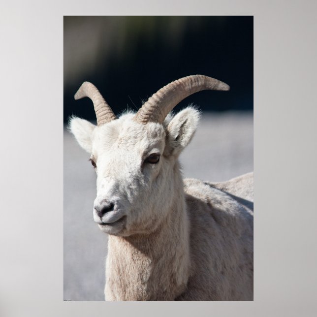 Poster Bighorn Sheep (Devant)