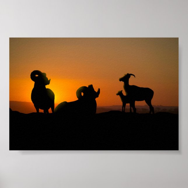 Poster Bighorn Sheep (Devant)