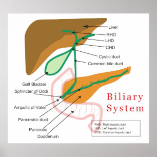 Poster Biliary System Diagram Chart Bile Duct