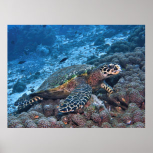 Poster Billet de foulard de Raja Ampat