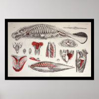 Biologie marine de la vache marine Anatomie Imprim