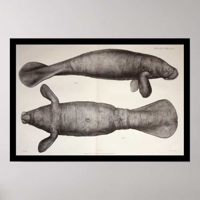 Poster Biologie marine de la vache marine Imprimer (Devant)