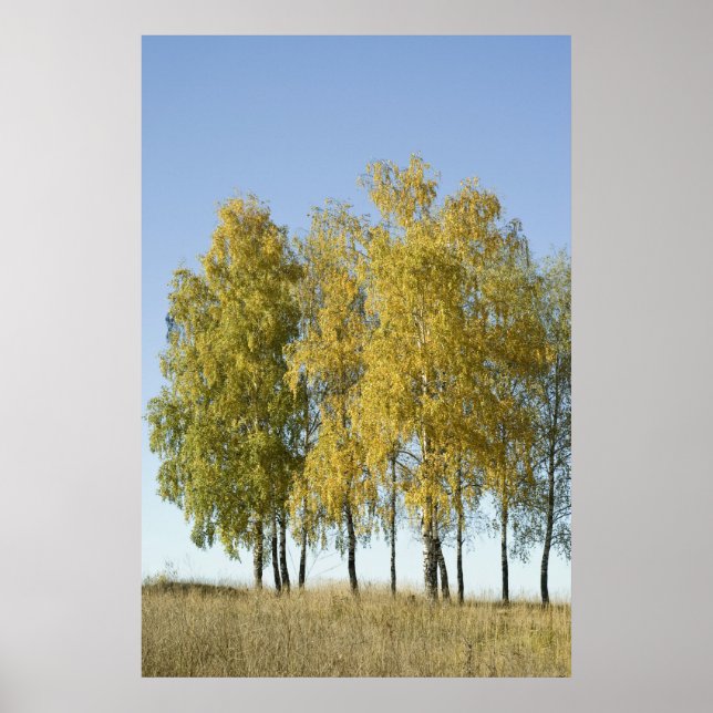 Poster Birch (Devant)